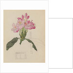 Study of a Rhododendron, 1915 by Charles Rennie & MacDonald Mackintosh Margaret (1864-1933) Mackintosh