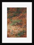 A Woodcock and Chick in Undergrowth, 1905 by Archibald Thorburn