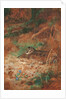 A Woodcock and Chick in Undergrowth, 1905 by Archibald Thorburn