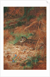 A Woodcock and Chick in Undergrowth, 1905 by Archibald Thorburn