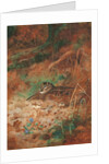 A Woodcock and Chick in Undergrowth, 1905 by Archibald Thorburn