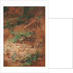 A Woodcock and Chick in Undergrowth, 1905 by Archibald Thorburn