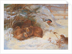 Frosty Morning, Pheasant in Winter, 1899 by Archibald Thorburn