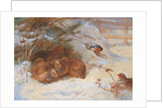 Frosty Morning, Pheasant in Winter, 1899 by Archibald Thorburn