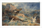 The Lost Hind, 1894 by Archibald Thorburn