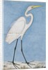 A Great Egret, Lucknow, c.1790 by Indian School
