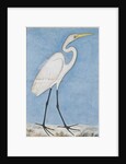 A Great Egret, Lucknow, c.1790 by Indian School