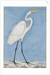 A Great Egret, Lucknow, c.1790 by Indian School
