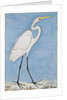 A Great Egret, Lucknow, c.1790 by Indian School