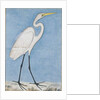 A Great Egret, Lucknow, c.1790 by Indian School