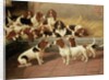 Basset Hounds in a Kennel, 1894 by Valentine Thomas Garland