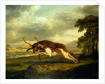 A Hound attacking a stag by George Stubbs