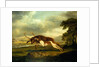 A Hound attacking a stag by George Stubbs