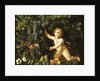 Grapes on the vine, pomegranates, grapes, and rosehips in a basket, with figs, apples, pears and chestnuts by a putto by Master of the Acquavella Still Life