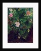 Wild Rose and Grape Vine, Study From Nature, 1871 by John La Farge or Lafarge