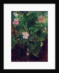 Wild Rose and Grape Vine, Study From Nature, 1871 by John La Farge or Lafarge