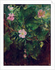 Wild Rose and Grape Vine, Study From Nature, 1871 by John La Farge or Lafarge