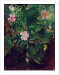 Wild Rose and Grape Vine, Study From Nature, 1871 by John La Farge or Lafarge