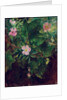 Wild Rose and Grape Vine, Study From Nature, 1871 by John La Farge or Lafarge