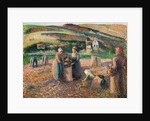 Picking Potatoes, 1893 by Camille Pissarro