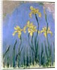 Yellow Irises; Les Iris Jaunes, c.1918-1925 by Claude Monet