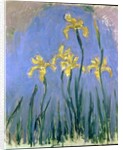 Yellow Irises; Les Iris Jaunes, c.1918-1925 by Claude Monet