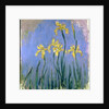 Yellow Irises; Les Iris Jaunes, c.1918-1925 by Claude Monet