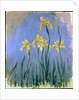 Yellow Irises; Les Iris Jaunes, c.1918-1925 by Claude Monet