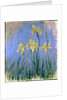Yellow Irises; Les Iris Jaunes, c.1918-1925 by Claude Monet