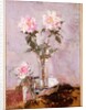 Pink Roses in a Glass Vase, 1911 by Francis Campbell Boileau Cadell