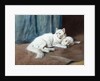 A White Persian Cat with her Kittens by Arthur Heyer