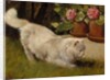 A White Persian Cat with a Ladybird by Arthur Heyer