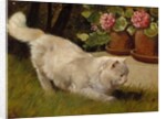A White Persian Cat with a Ladybird by Arthur Heyer