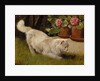 A White Persian Cat with a Ladybird by Arthur Heyer