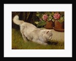 A White Persian Cat with a Ladybird by Arthur Heyer