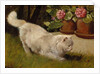 A White Persian Cat with a Ladybird by Arthur Heyer