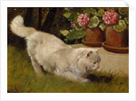 A White Persian Cat with a Ladybird by Arthur Heyer