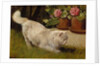 A White Persian Cat with a Ladybird by Arthur Heyer