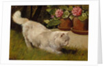 A White Persian Cat with a Ladybird by Arthur Heyer