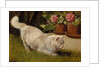 A White Persian Cat with a Ladybird by Arthur Heyer
