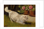 A White Persian Cat with a Ladybird by Arthur Heyer