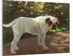 A Bulldog on a Garden Path by Arthur Heyer