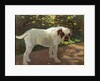 A Bulldog on a Garden Path by Arthur Heyer