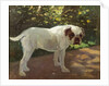 A Bulldog on a Garden Path by Arthur Heyer