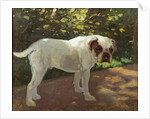A Bulldog on a Garden Path by Arthur Heyer