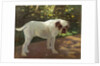 A Bulldog on a Garden Path by Arthur Heyer