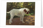 A Bulldog on a Garden Path by Arthur Heyer