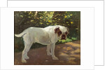 A Bulldog on a Garden Path by Arthur Heyer