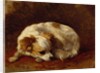 A Papillon by Henriette Ronner-Knip