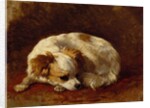 A Papillon by Henriette Ronner-Knip